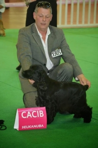 FALLING IN LOVE CACIB CHAMPIONNAT DE FRANCE 2014 15